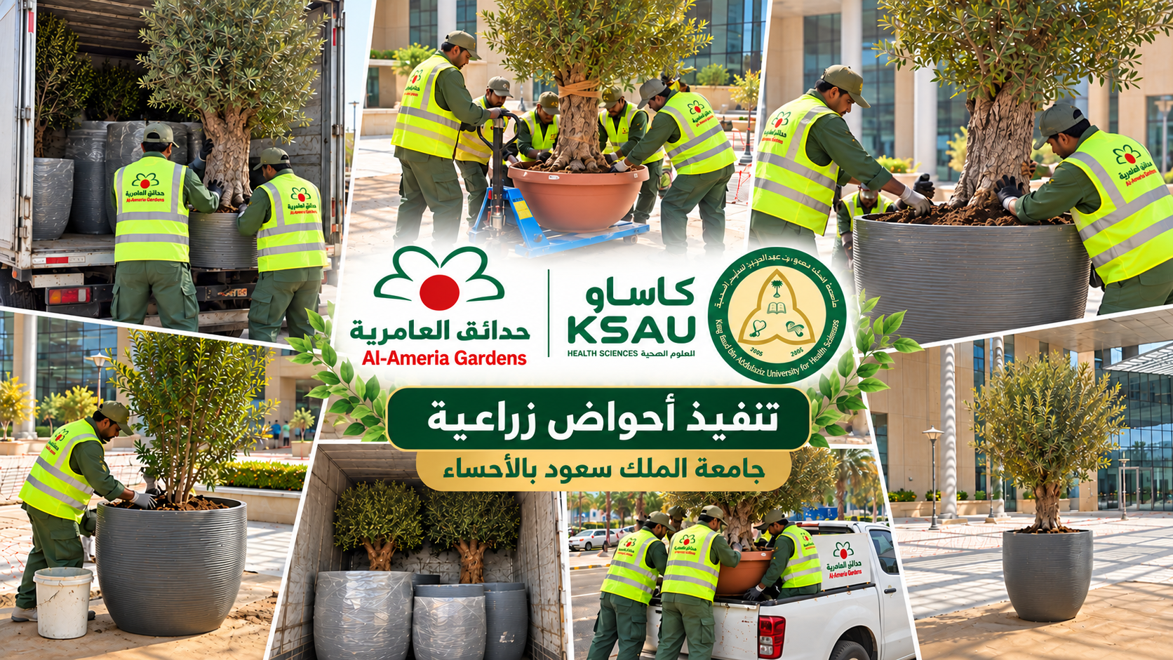 أعمال زراعة أشجار الزيتون وتنسيق الأحواض الزراعية